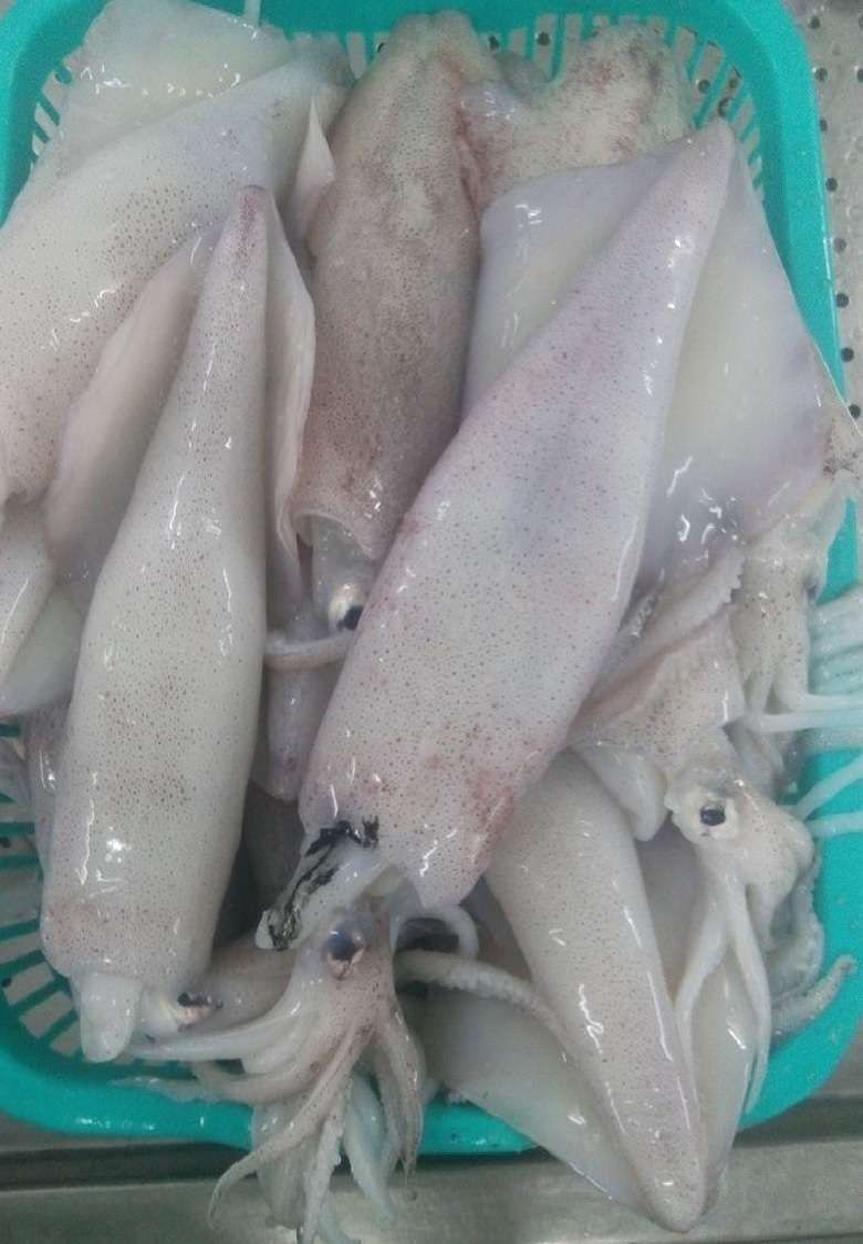 SQUID WHOLE OR WHOLE SQUID